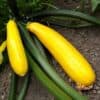 Courgette Gold Rush F1