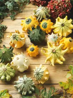 sierkalebassen Crown of Thorns mix