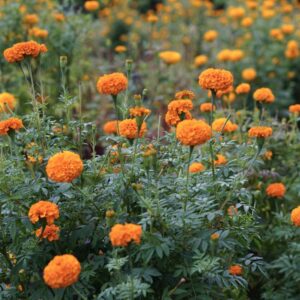 Tagetes erecta