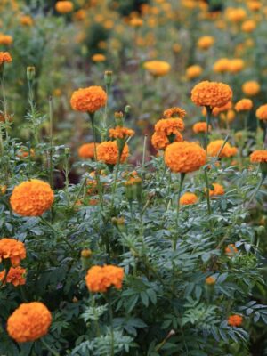 Tagetes erecta Tagetes erecta