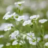 Gipskruid Gypsophila Elegans