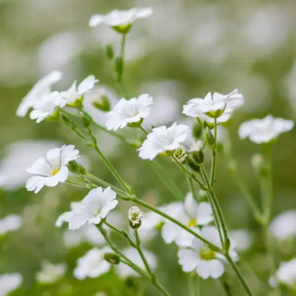 Gipskruid Gypsophila Elegans