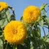 Double Sunking