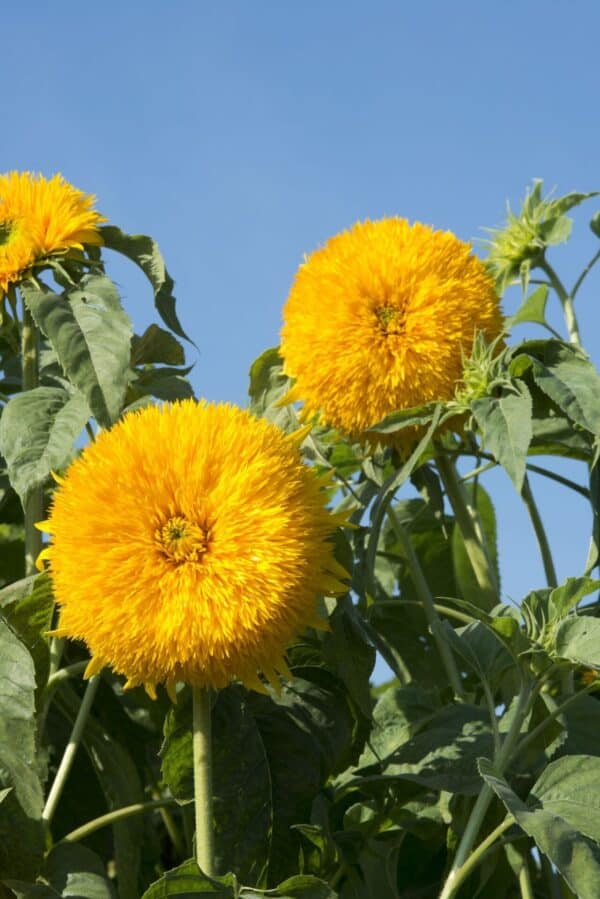 Double Sunking