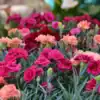 Dianthus grenadin Mix