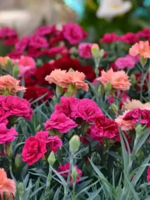Dianthus grenadin Mix Dianthus grenadin Mix