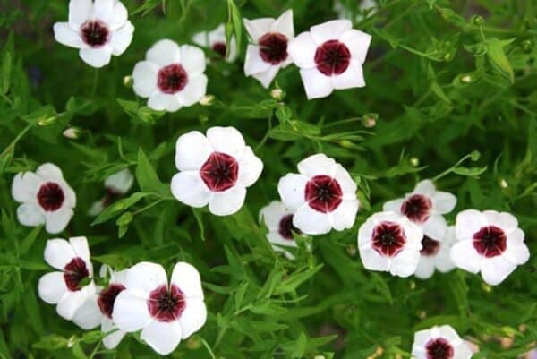 Vlas Linum grandiflorum Bright Eyes