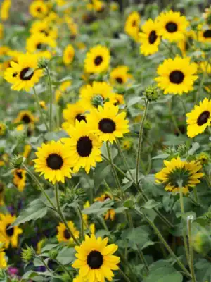 Zonnebloem Helianthus Debilis Stella Zonnebloem Helianthus Debilis Stella