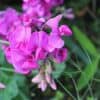 siererwt lathyrus odoratus royal pink