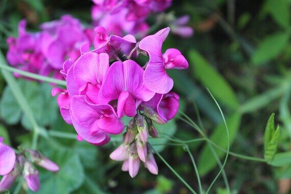 siererwt lathyrus odoratus royal pink