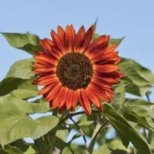 Zonnebloem Helianthus Annuus Avondzon