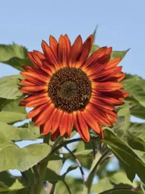 Zonnebloem Helianthus Annuus Avondzon