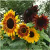 Zonnebloem Helianthus Annuus Autumn Beauty