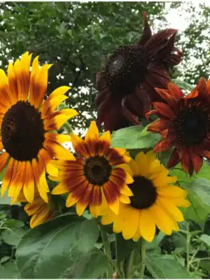 Zonnebloem Helianthus Annuus Autumn Beauty