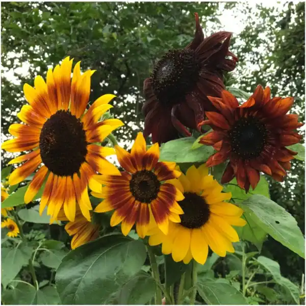 Zonnebloem Helianthus Annuus Autumn Beauty