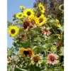 Zonnebloem Helianthus Annuus Autumn Beauty