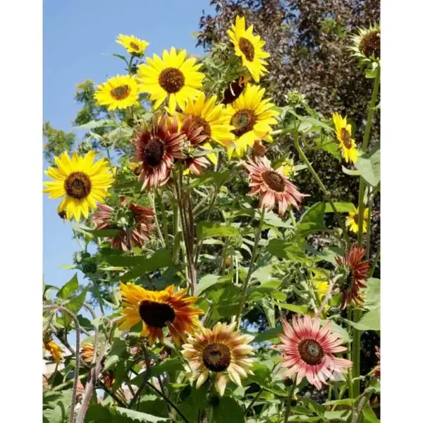 Zonnebloem Helianthus Annuus Autumn Beauty