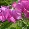 siererwt lathyrus odoratus royal pink