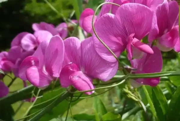 siererwt lathyrus odoratus royal pink