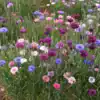 Korenbloem Bachelor's button mix