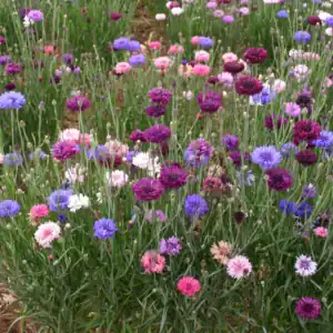 Korenbloem Bachelor's button mix