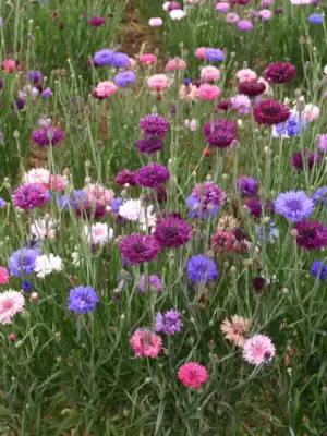 Korenbloem Bachelor's button mix