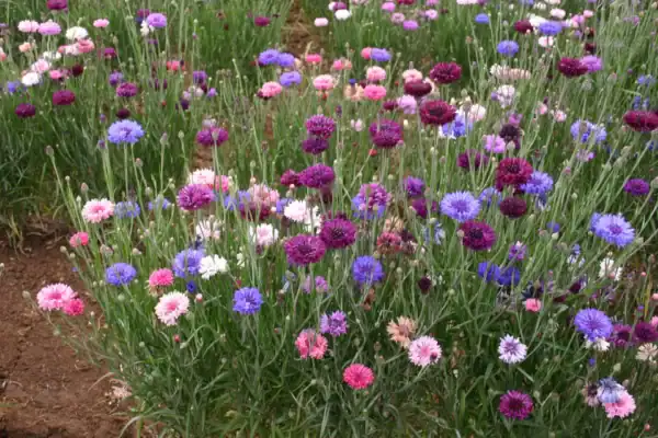 Korenbloem Bachelor's button mix