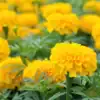 Afrikaantje Laag Tagetes patula Petite Yellow