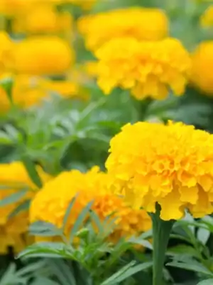 Afrikaantje Laag Tagetes patula Petite Yellow