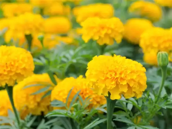 Afrikaantje Laag Tagetes patula Petite Yellow