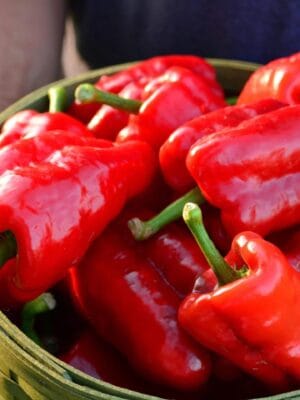 il_fullxfull.7124414107_rzb7 Puntpaprika Kapiya