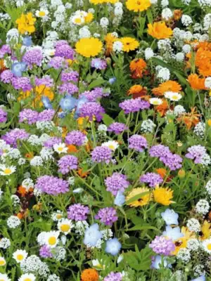 Rotstuin Mix Rotstuin Mix