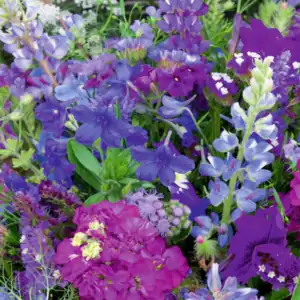 Zomerbloemen Mix Blauw