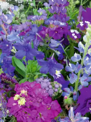 image Zomerbloemen Mix Blauw