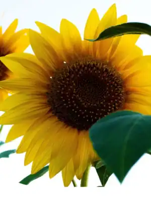 Zonnebloem Helianthus Annuus Giganteus