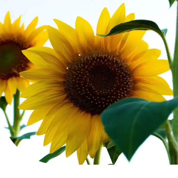 Zonnebloem Helianthus Annuus Giganteus Zonnebloem Helianthus Annuus Giganteus