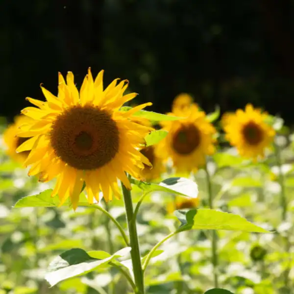 Zonnebloem Zonnebloem Helianthus Annuus Giganteus