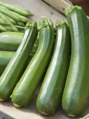 Courgette Black Forest F1