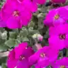 Aubrieta Hybrida Pink
