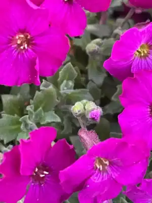 Aubrieta Hybrida Pink