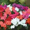 Impatiens Vlijtige Lies Mix