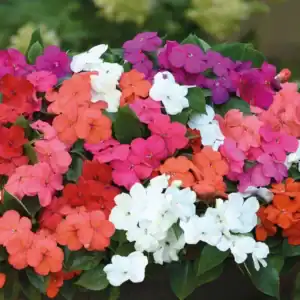 Impatiens Vlijtige Lies Mix