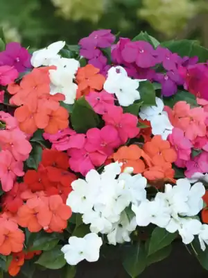 Impatiens Vlijtige Lies Mix Impatiens Vlijtige Lies Mix