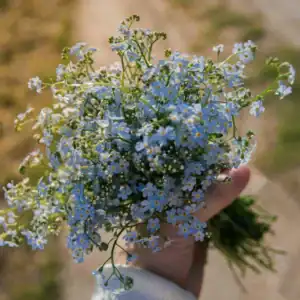 Vergeet-mij-niet Myosotis Indigo Blue