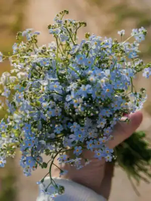 Vergeet-mij-niet Myosotis Indigo Blue