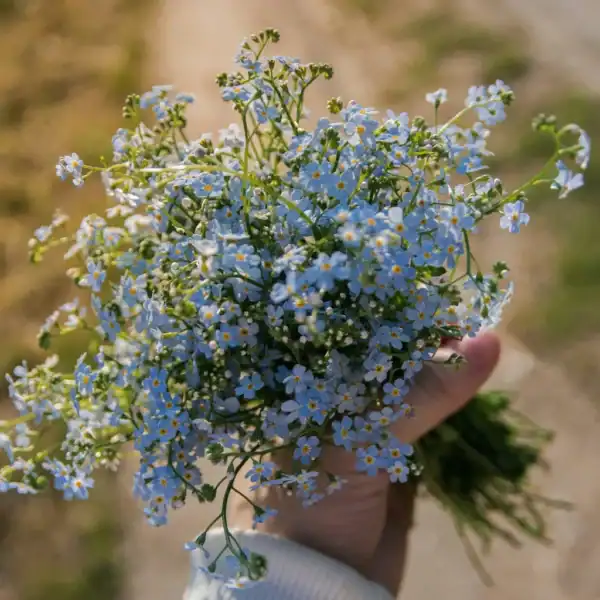 Vergeet-mij-niet Myosotis Indigo Blue Vergeet-mij-niet Myosotis Indigo Blue