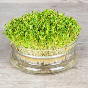 alfalfa spruitgroente