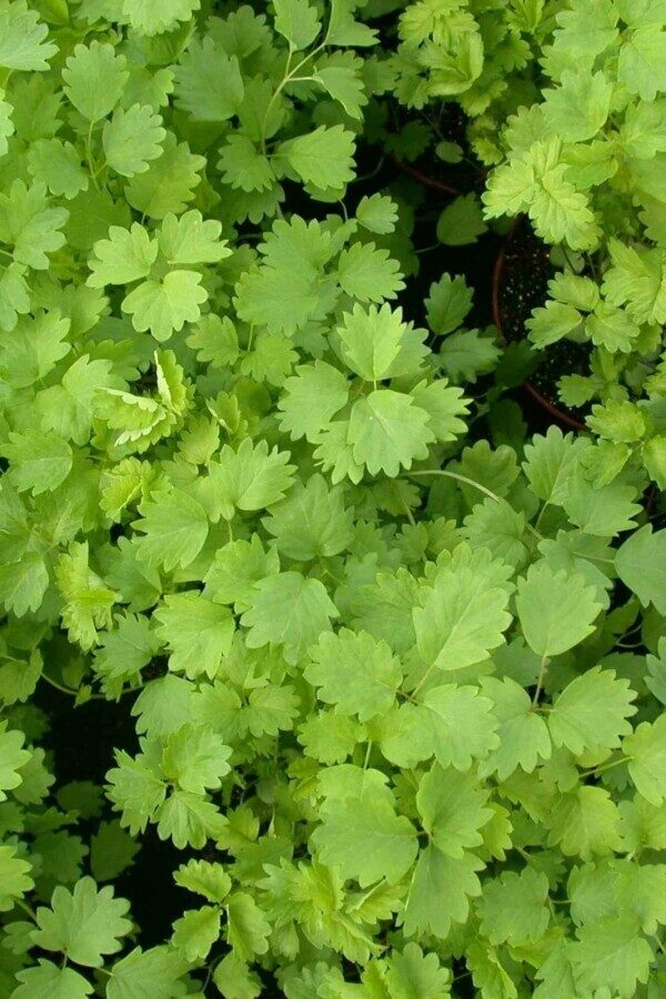 Kleine Pimpernel