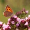 kleine vuurvlinder op wilde marjolein, Origanum vulgare, Lycaena phlaeas IMG_4651_800x800 Cruydt Hoeck Wilde Marjolein