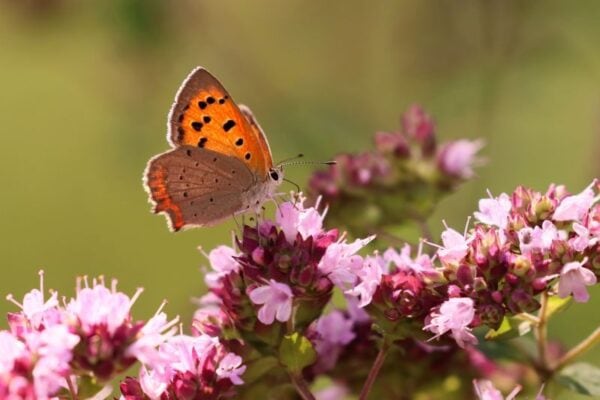 Cruydt Hoeck Wilde Marjolein